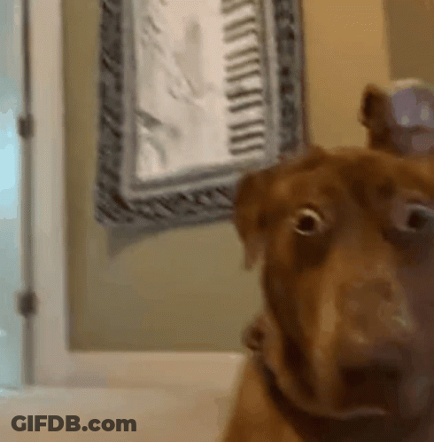 A Close Up Of A Dog Looking At The Camera With A Clock In The Background GIF