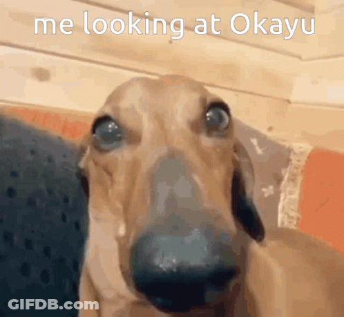 A Close Up Of A Dog Looking At The Camera With The Words Me Looking At Okayu Above It GIF