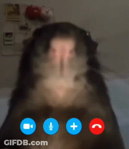 A Close Up Of A Dog On A Video Call With A Microphone And Buttons . GIF