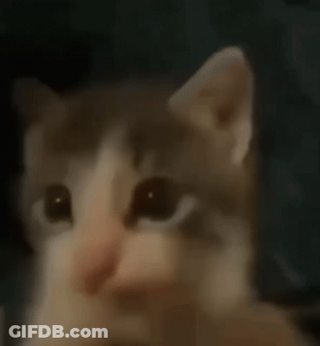 A Close Up Of A Dog 'S Eye Looking At The Camera GIF