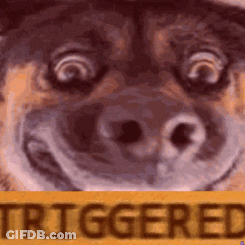 A Close Up Of A Dog 'S Face Behind A Yellow Sign That Says " Triggered " GIF