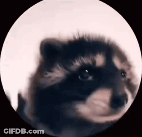 A Close Up Of A Dog 'S Face In A Circle On A White Background . GIF