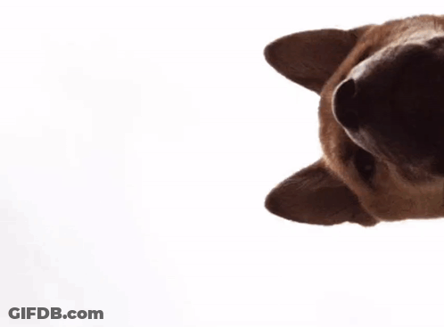 A Close Up Of A Dog 'S Face Looking At The Camera GIF