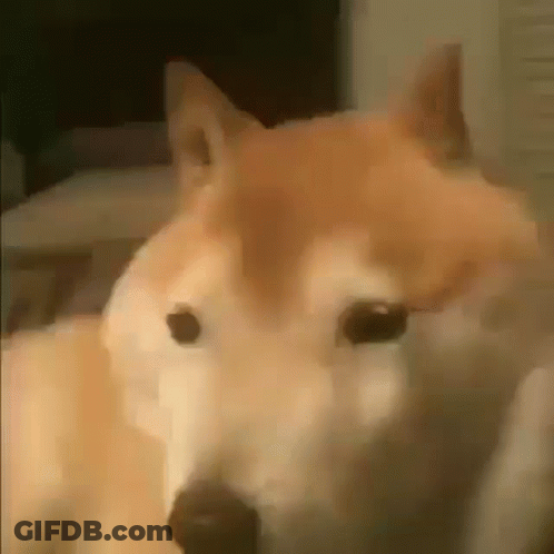 A Close Up Of A Dog 'S Face Looking At The Camera . GIF