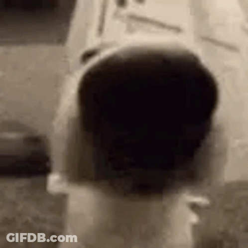 A Close Up Of A Dog 'S Face Looking At The Camera . GIF