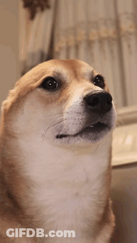 A Close Up Of A Dog 'S Face Looking Up At Something GIF
