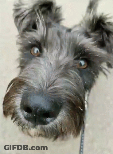A Close Up Of A Dog 'S Face Looking Up At The Camera GIF