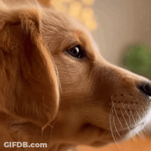 A Close Up Of A Dog 'S Face Looking Up GIF