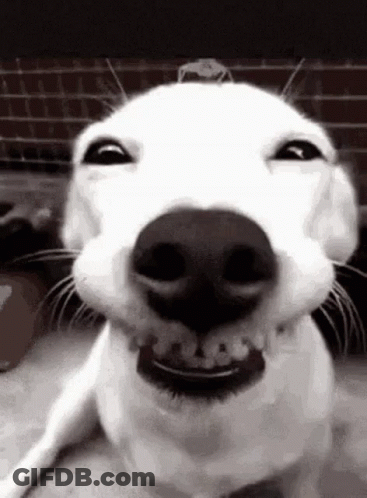 A Close Up Of A Dog 'S Face Making A Funny Face And Smiling . GIF