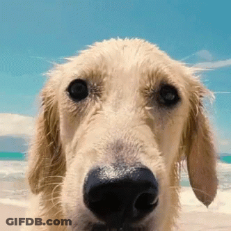 A Close Up Of A Dog 'S Face On A Beach GIF
