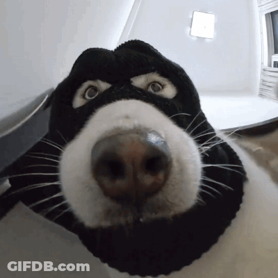 A Close Up Of A Dog 'S Face Wearing A Mask GIF