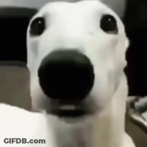 A Close Up Of A Dog 'S Face With A Black Nose . GIF