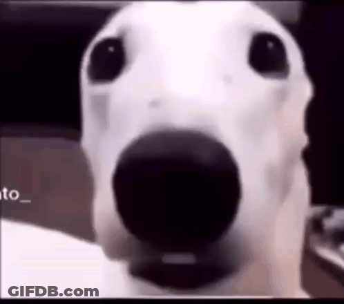 A Close Up Of A Dog 'S Face With A Black Nose . GIF