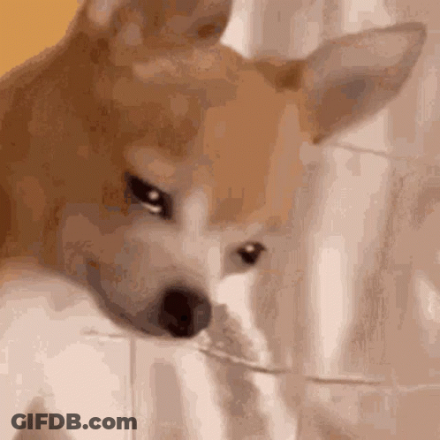 A Close Up Of A Dog 'S Face With A Blurred Background . GIF