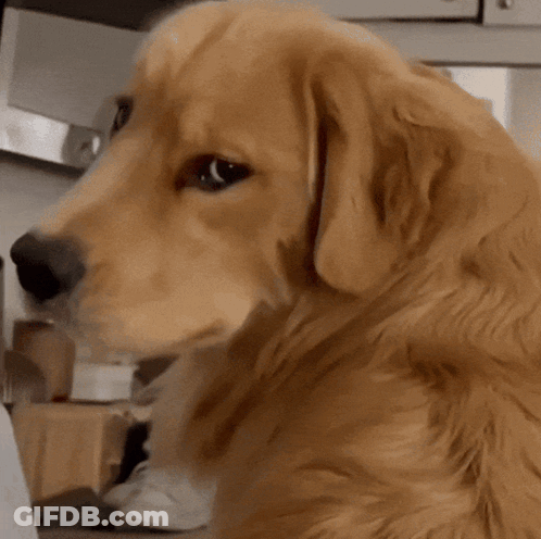 A Close Up Of A Dog 'S Face With A Blurred Background GIF