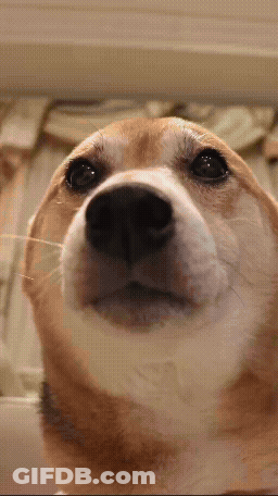 A Close Up Of A Dog 'S Face With A Blurred Background GIF