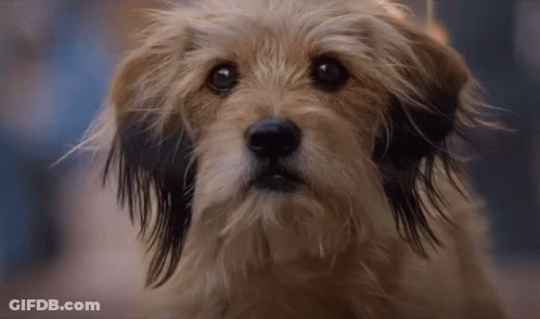 Close Up Of Dog's Face GIF