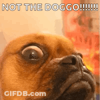 A Close Up Of A Dog 'S Face With A Caption That Says `` Not The Doggo ! '' GIF