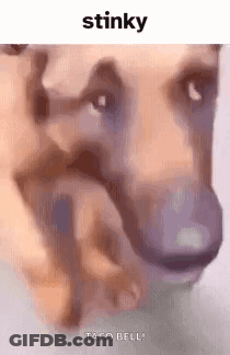 A Close Up Of A Dog 'S Face With A Caption That Says Stinky Taco Bell . GIF