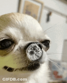 A Close Up Of A Dog 'S Face With A Clear Object In Its Nose GIF