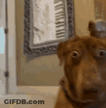 A Close Up Of A Dog 'S Face With A Clock In The Background GIF