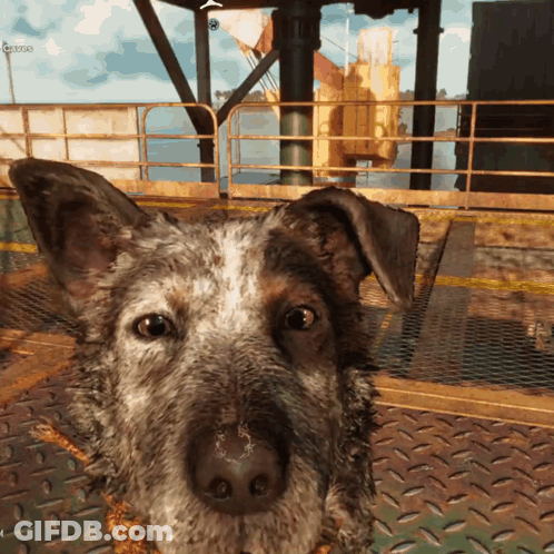 A Close Up Of A Dog 'S Face With A Fence In The Background And A Sign That Says Garage GIF