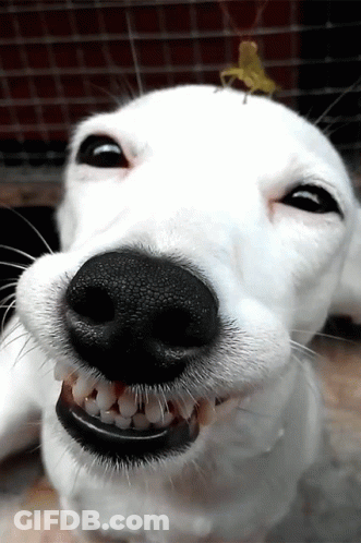 A Close Up Of A Dog 'S Face With A Grasshopper On Its Head GIF