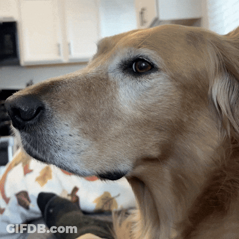 A Close Up Of A Dog 'S Face With A Leafy Pillow In The Background GIF