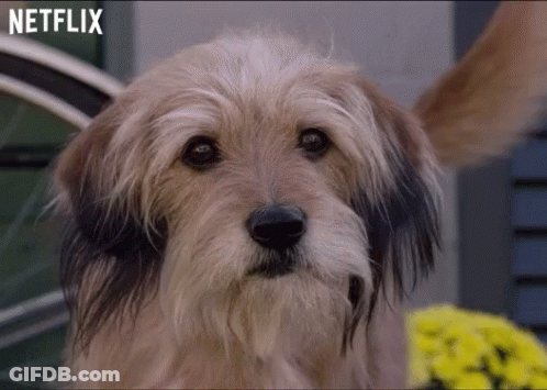 Close Up Of Dog's Face With Netflix Logo GIF