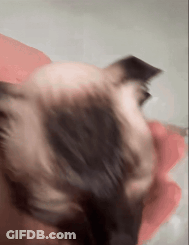 A Close Up Of A Dog 'S Face With A Pink Towel In The Background GIF