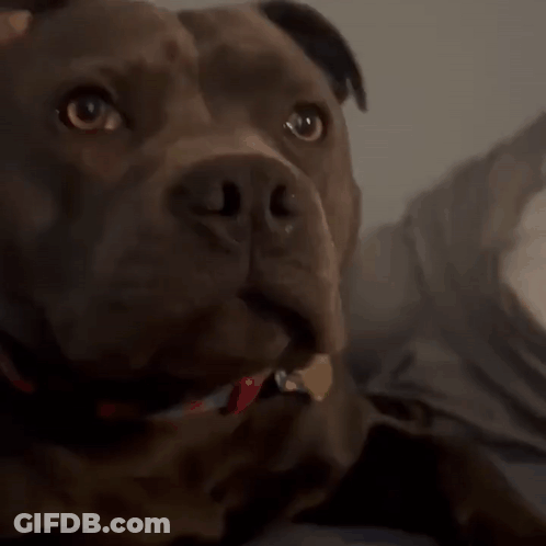 A Close Up Of A Dog 'S Face With A Red And Blue Collar GIF