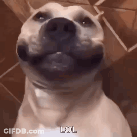 A Close Up Of A Dog 'S Face With A Smile On Its Face . GIF
