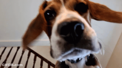 A Close Up Of A Dog 'S Face With A Staircase In The Background GIF