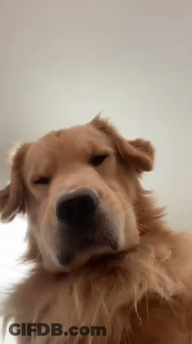 A Close Up Of A Dog 'S Face With A White Background GIF