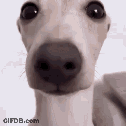 A Close Up Of A Dog 'S Face With A White Background GIF
