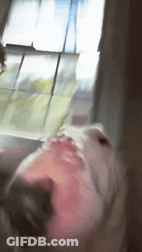 A Close Up Of A Dog 'S Face With A Window In The Background GIF