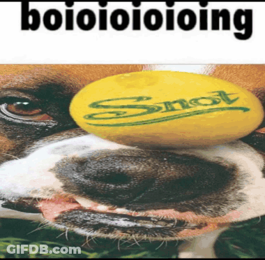 A Close Up Of A Dog 'S Face With A Yellow Object On Its Nose That Says Squirt GIF