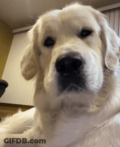 A Close Up Of A Dog 'S Face With A Yellow Wall Behind It GIF