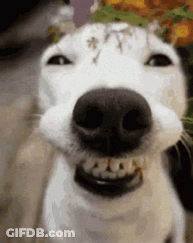 A Close Up Of A Dog 'S Face With Flowers On It GIF