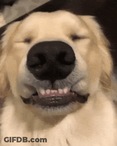 A Close Up Of A Dog 'S Face With Its Eyes Closed GIF