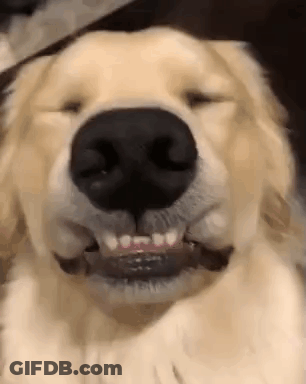 A Close Up Of A Dog 'S Face With Its Eyes Closed And A Stick In Its Mouth . GIF