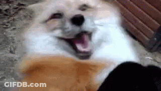 A Close Up Of A Dog 'S Face With Its Mouth Open And Looking At The Camera . GIF
