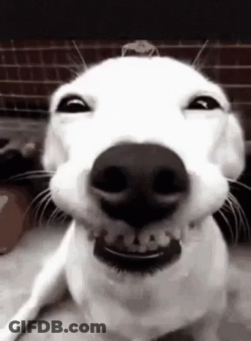 A Close Up Of A Dog 'S Face With Its Mouth Open And Teeth Showing . GIF