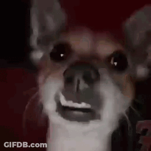 A Close Up Of A Dog 'S Face With Its Mouth Open And Teeth Visible . GIF