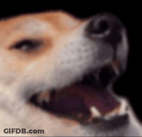 A Close Up Of A Dog 'S Face With Its Mouth Open GIF