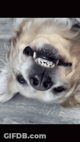 A Close Up Of A Dog 'S Face With Its Mouth Open GIF