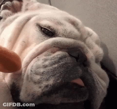 A Close Up Of A Dog 'S Face With Its Tongue Hanging Out GIF