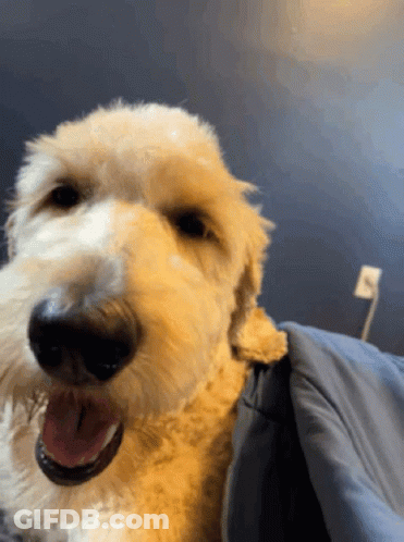 A Close Up Of A Dog 'S Face With Its Tongue Hanging Out GIF