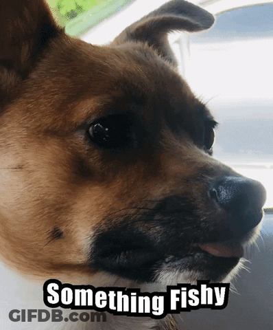 A Close Up Of A Dog 'S Face With Something Fishy Written Below It GIF
