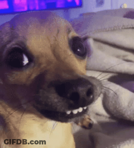 A Close Up Of A Dog 'S Face With Teeth GIF